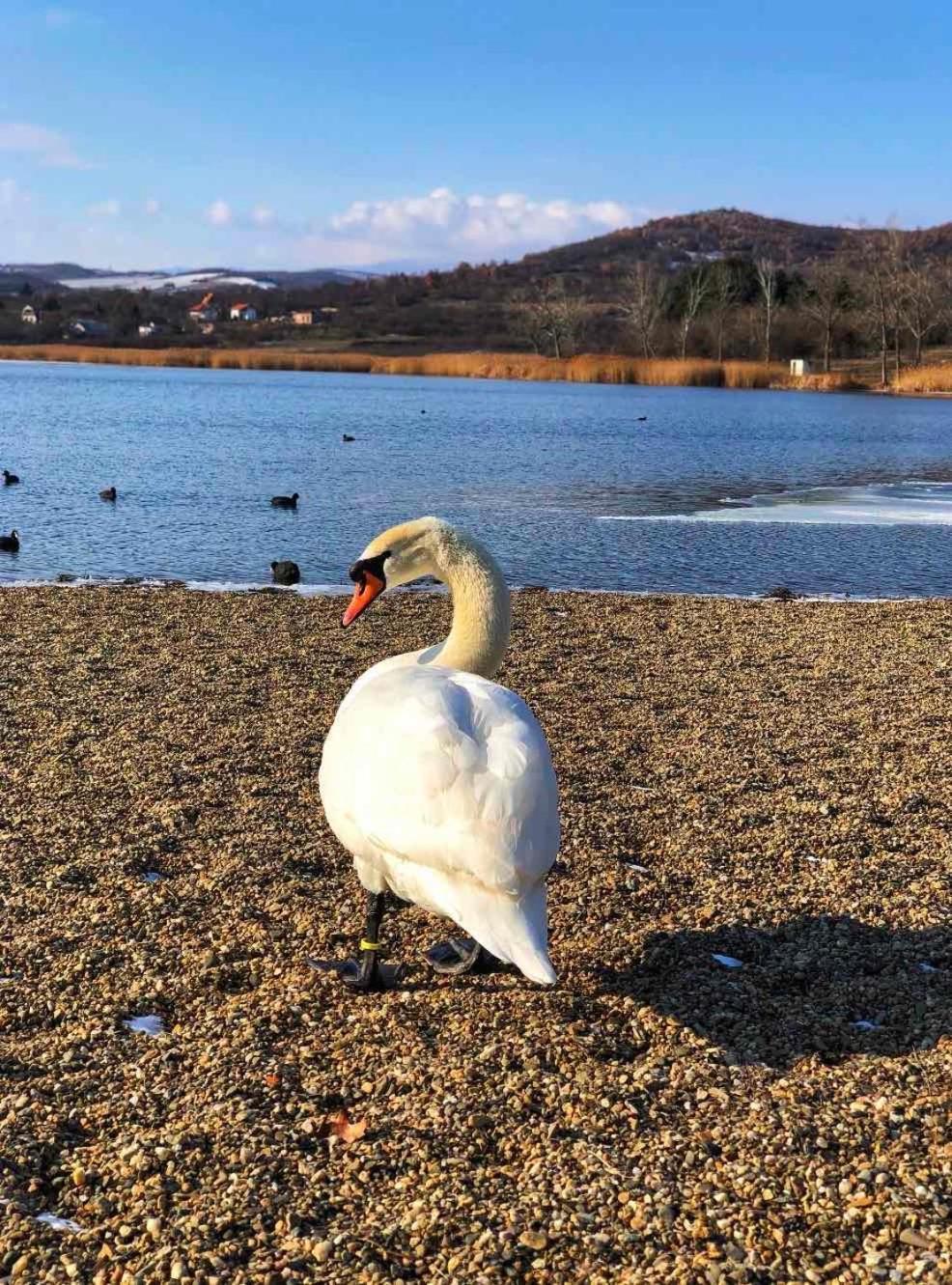 Garni Hotel Oblacinsko Jezero Oblacina 外观 照片