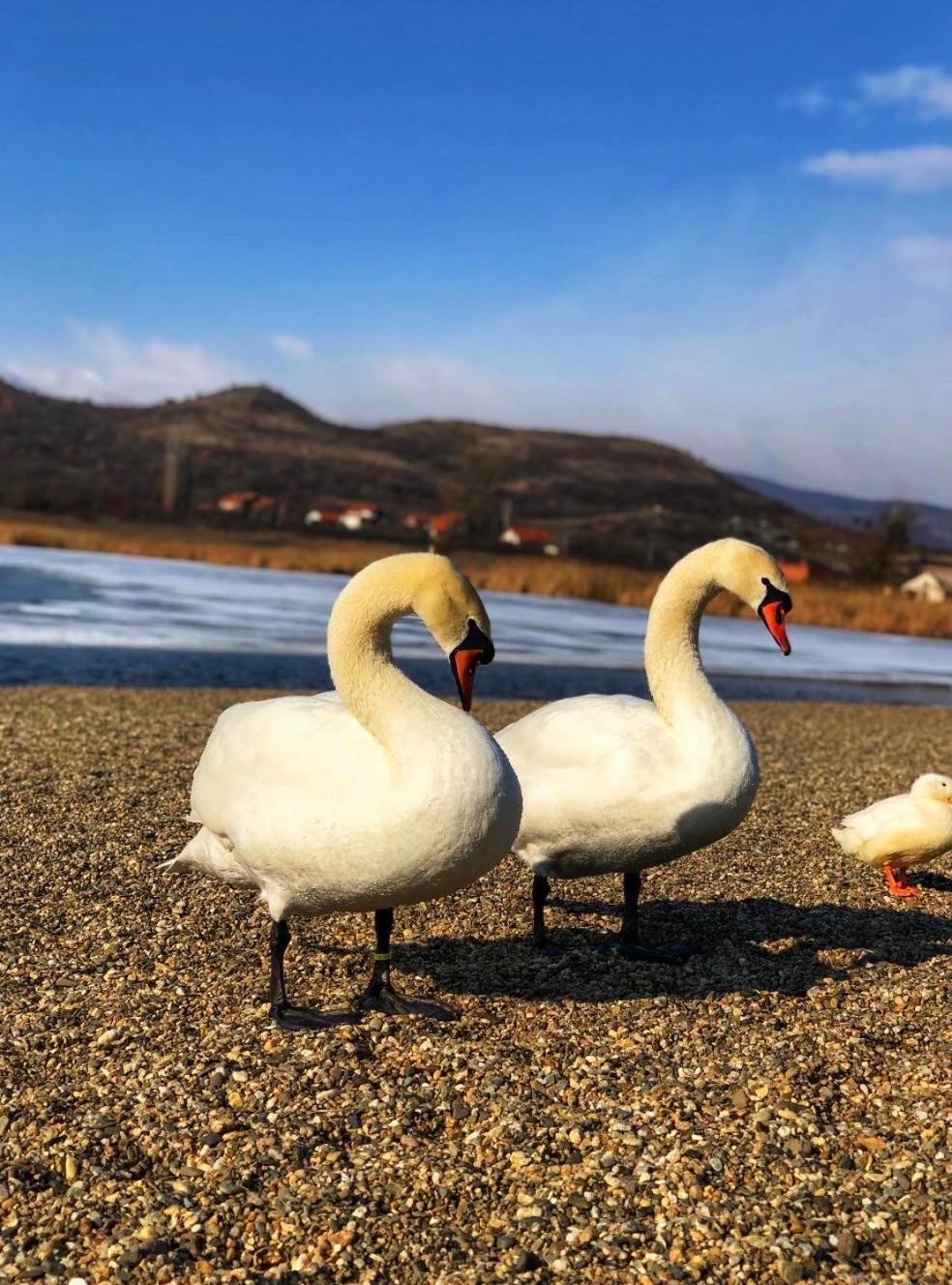 Garni Hotel Oblacinsko Jezero Oblacina 外观 照片